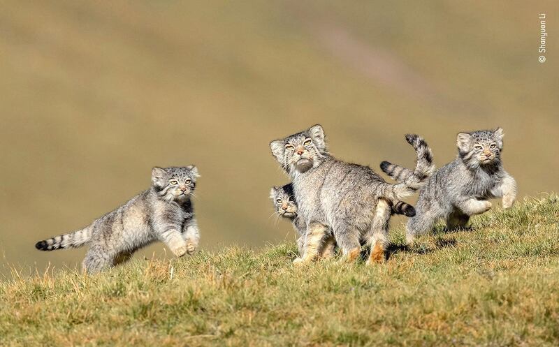 © Shanyuan Li, Wildlife Photographer of the Year 2020. Courtesy: Natural History Museum