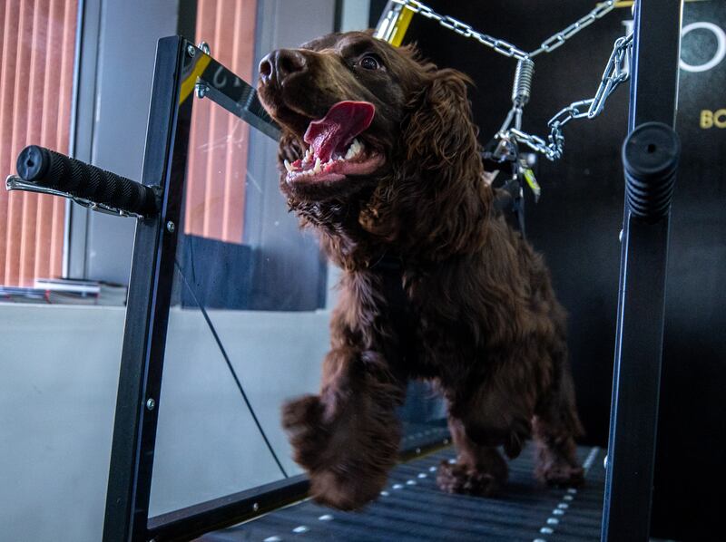 Gucci enjoying the treadmill. 