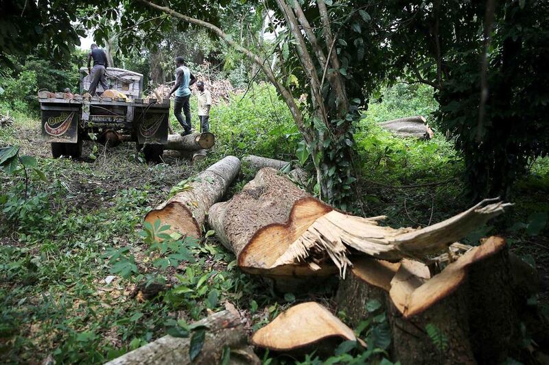 Workers prepare to load a cut log in a truck in an unreserved forest in the village of Igbatoro. Akintunde Akinleye / Reuters