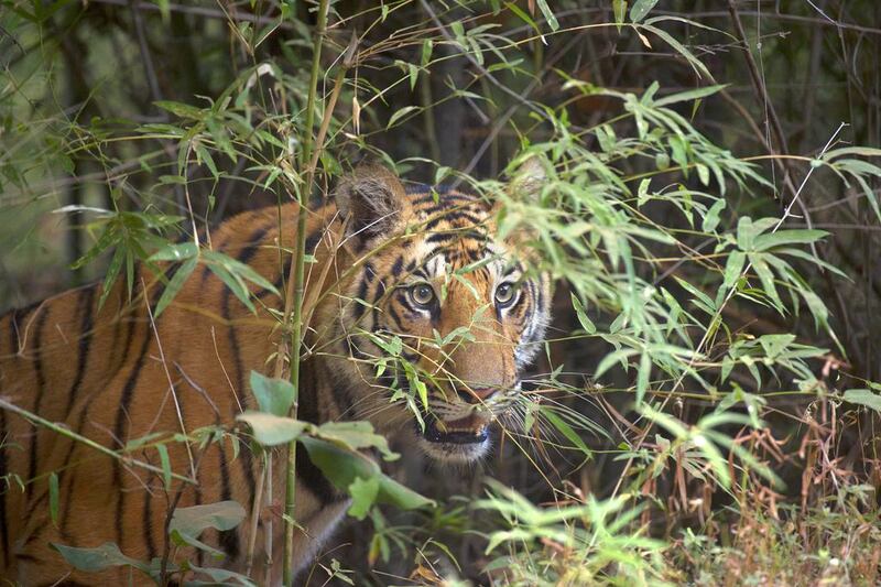 Above, a Bengal tiger stalks a potential prey. There are about 1,700 tigers left in India, with poaching among the factors that has led to the animal’s dwindling population. Andrew Parkinson / Corbis