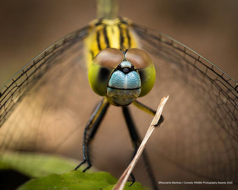 'Maestro': This chalky percher damselfly, spotted in Zambales, Philippines, looks ready to conduct an orchestra. Reynante Martinez / Comedy Wildlife Photo Awards 2020