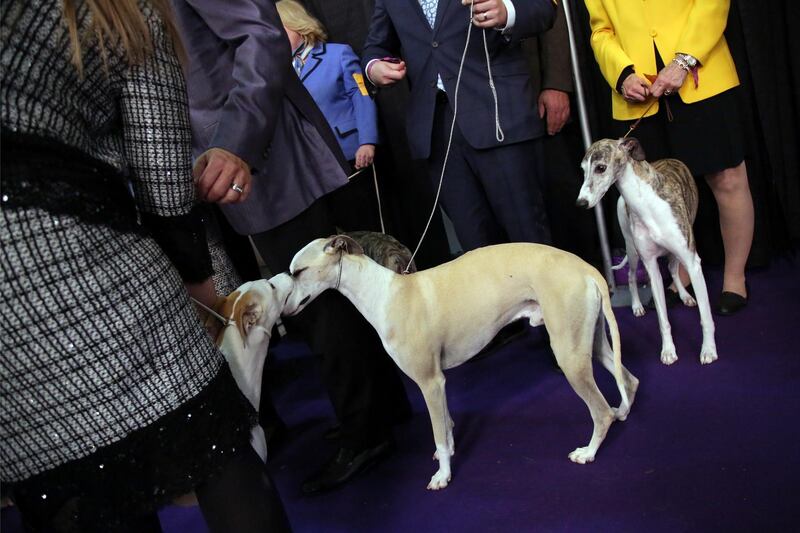 Whippets from the same litter Bourbon, left, sniffs her brother Whiskey, centre. Photo: AP