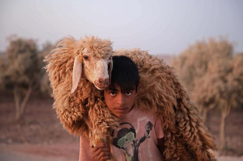 TOPSHOT - A Syrian child holds a sheep at the Atmah camp in the northwestern Idlib province, on August 07, 2019.  / AFP / Aaref WATAD
