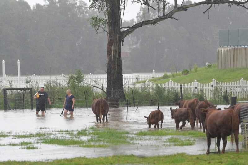 Farmers on Grange Road in Schofield tend to the stock in flooding caused by heavy rain in Sydney. EPA
