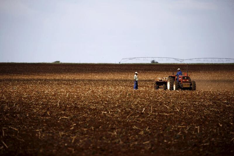 Farmers work on a land outside Lichtenburg, a maize-growing area in the North West province of South Africa. Siphiwe Sibeko / Reuters