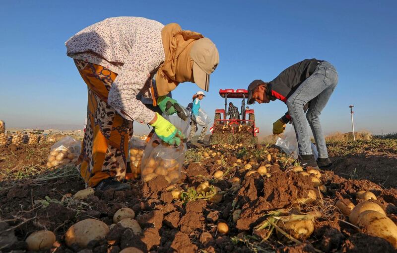 Once the machinery breaks the ground, pickers move in and begin harvesting potatoes in fields around Bardarash district, near the Kurdish city of Duhok, in Iraq's autonomous Kurdish region. AFP