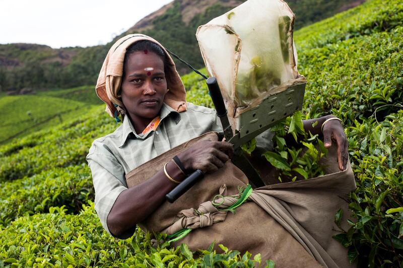 14th February 2013, Munnar, Kerala, India.  A tea picker uses shears on the Lockhart Tea Estate owned by HML, near Munnar, Kerala, India on the 14th February 2013 . Simon de Trey-White for The National