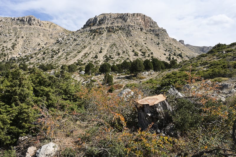 The exposed trunk of a recently felled tree is seen in the mountains above Fneidek, north Lebanon. Photo: Finbar Anderson / The National