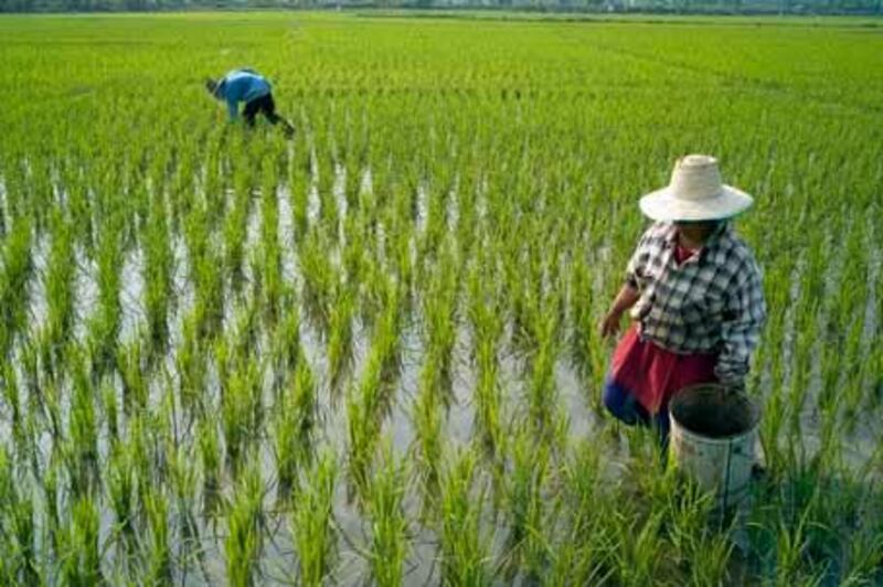 Farmers tend to newly planted rice crops in a paddy in Chiang Mai, Thailand, on Tuesday, March 4, 2008. Rice jumped to a record as World Bank officials said they are concerned pressure is growing in Thailand, the world's largest exporter, to restrict shipments, worsening a global food crisis. Photographer: Adam Oswell/Bloomberg News

