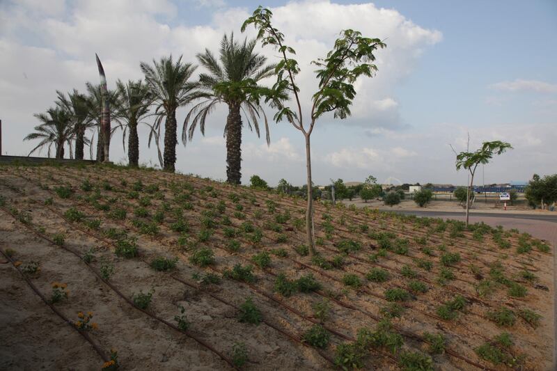 Tel Aviv, Israel There is a Green Revolution blooming in the deserts sands of Israel. It is nation that does not waste water, it has mastered technologies by which it can purify sewage water and then the water using drip irrigation another unique invention by Israelis is used turn the desert green. Even waste water is cleaned and utilized in Israel. Precision agriculture is a way of life in the country that is so poor on natural resources but uses its innovation capacity to beat all odds. Cred (Photo by Pallava Bagla/Corbis via Getty Images)