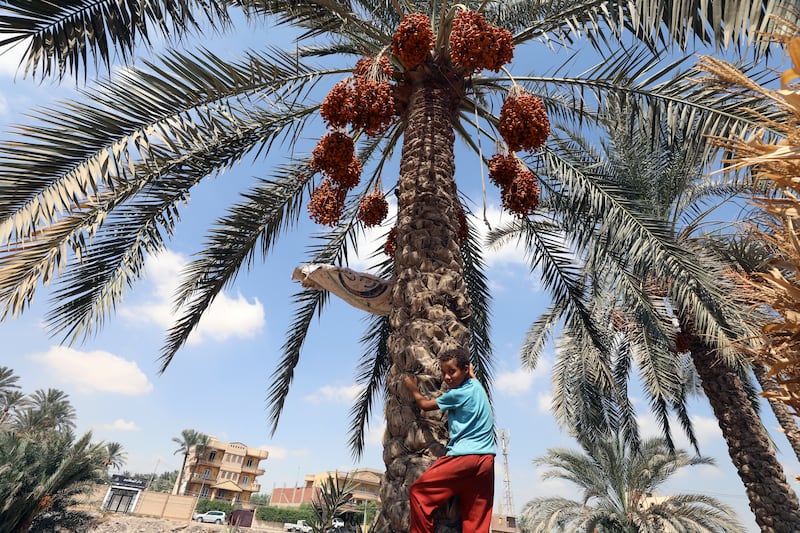 A child climbs a palm tree to pick dates during the annual harvest season at Dahshur, Egypt. Egypt produces nearly 18 per cent of the world's dates, according to the UN Food and Agriculture Organisation. EPA