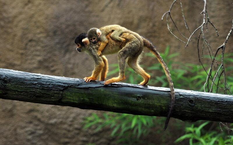 A black-capped squirrel monkey (Saimiri boliviensis) carries a baby, which was born in August, at Taipei Zoo in Taipei, Taiwan.  EPA