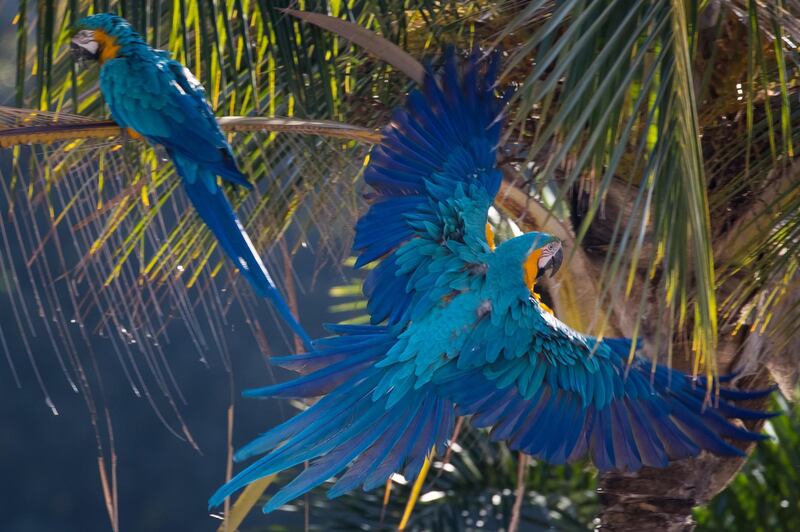 A blue-and-yellow macaw flies in Caracas, Venezuela. EPA