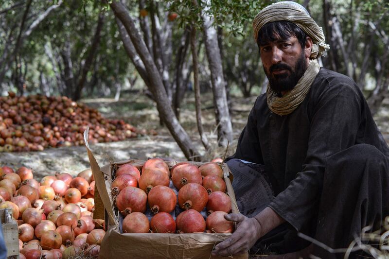 A worker sorts pomegranates in Mazara. All photos: AFP