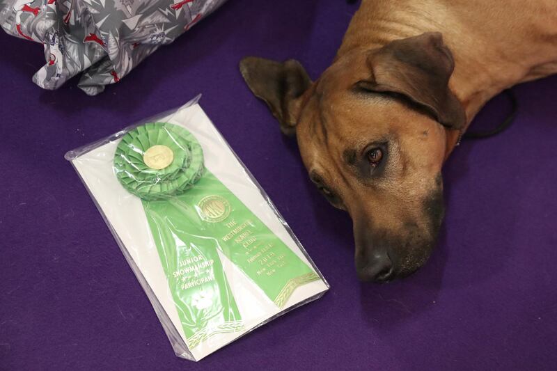 Bro, a Rhodesian Ridgeback, lays down next to a ribbon during the 143rd Westminster Kennel Club Dog Show in New York, U.S. Photo: Reuters