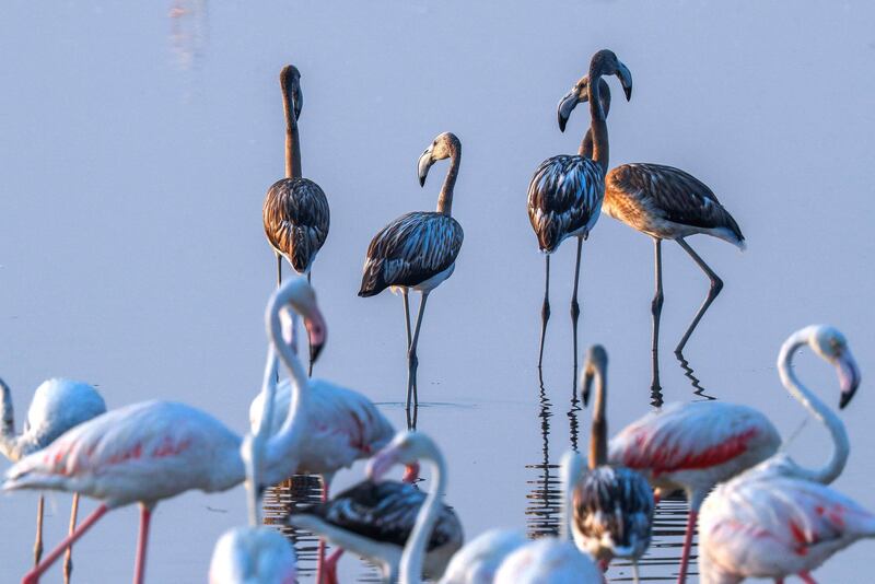 Abu Dhabi, United Arab Emirates, August 6, 2020. 
A record 876 flamingo chicks hatched at Abu Dhabi’s Al Wathba Wetland Reserve this season.
Victor Besa /The National
Section: NA
For:  Standalone/Big Picture