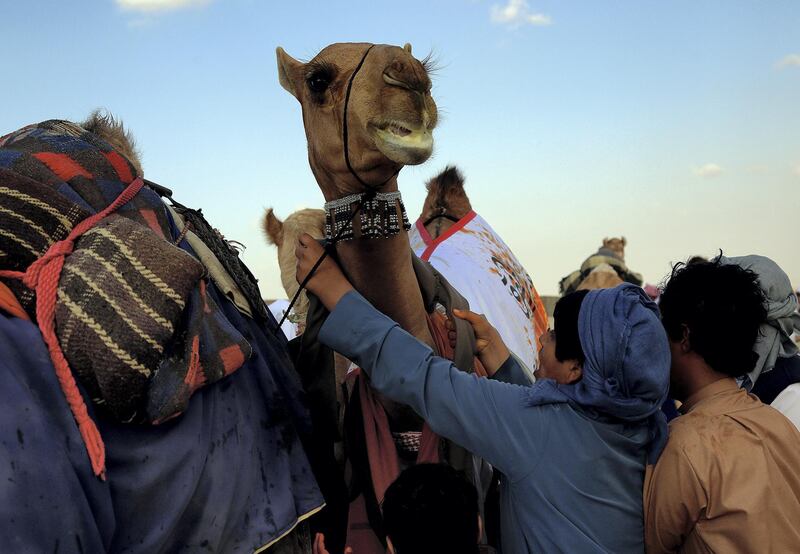 Al Dhafra, 17, Dec, 2017: Winners and supporters celebrate after the  Camel Beauty Contest at the Al Dhafra Festival in UAE  . Satish Kumar for the National/ Story by Anna