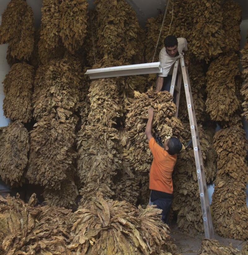 One of the Atatarah family members hangs bunches of spiked tobacco leaves to be dried further in the shed of the family’s home