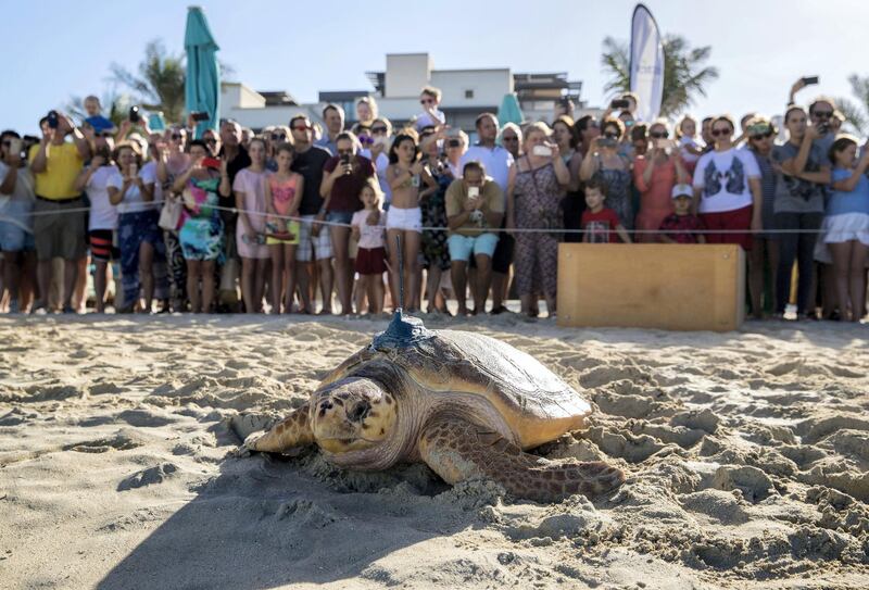 Dubai, United Arab Emirates - November 29th, 2017: PHOTO PROJECT. Turtles are released back into the wild by the Dubai turtle rehabilitation project. Wednesday, November 29th, 2017 at Al Naseem, Dubai. Chris Whiteoak / The National