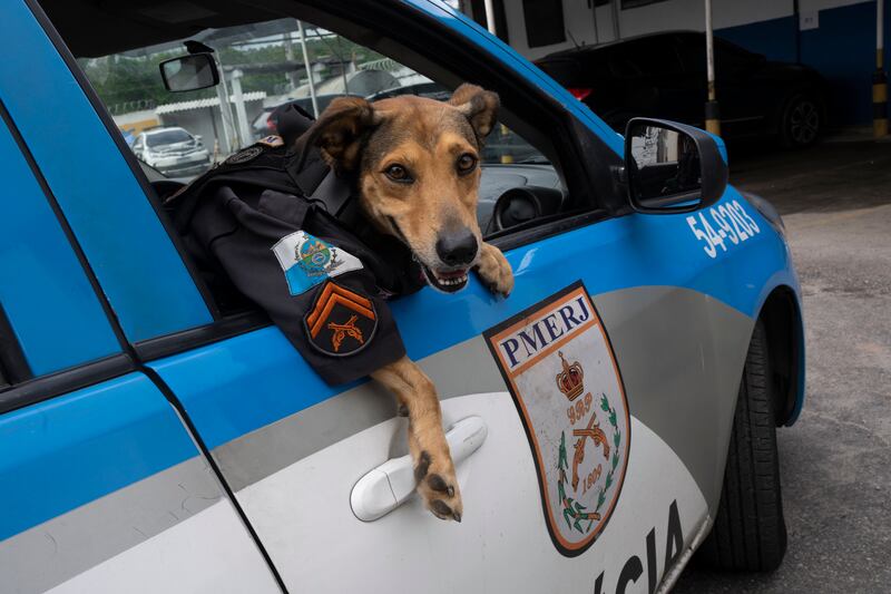 Police dog Cabo Olveira – Official Olveira – complete with uniform, leans out of a patrol car in Rio de Janeiro, Brazil. All photos: AP