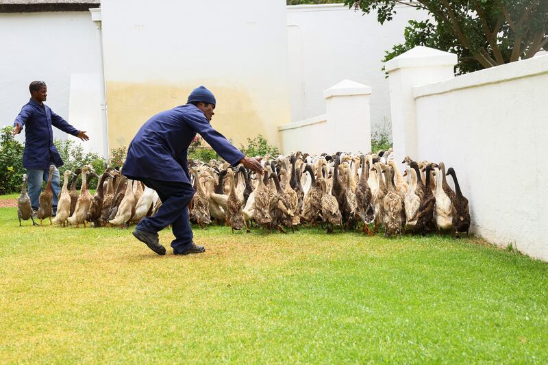 A duck keeper guides the ducks during their daily patrol 