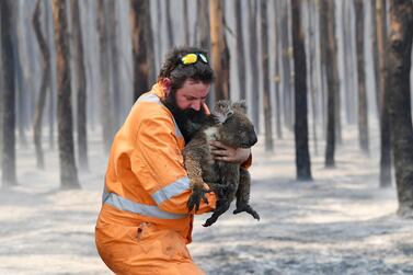 Adelaide wildlife rescuer Simon Adamczyk is seen with a koala rescued at a burning forest near Cape Borda on Kangaroo Island, southwest of Adelaide, Australia, January 7, 2020. AAP Image/David Mariuz/via REUTERS ATTENTION EDITORS - THIS IMAGE WAS PROVIDED BY A THIRD PARTY. NO RESALES. NO ARCHIVE. AUSTRALIA OUT. NEW ZEALAND OUT.