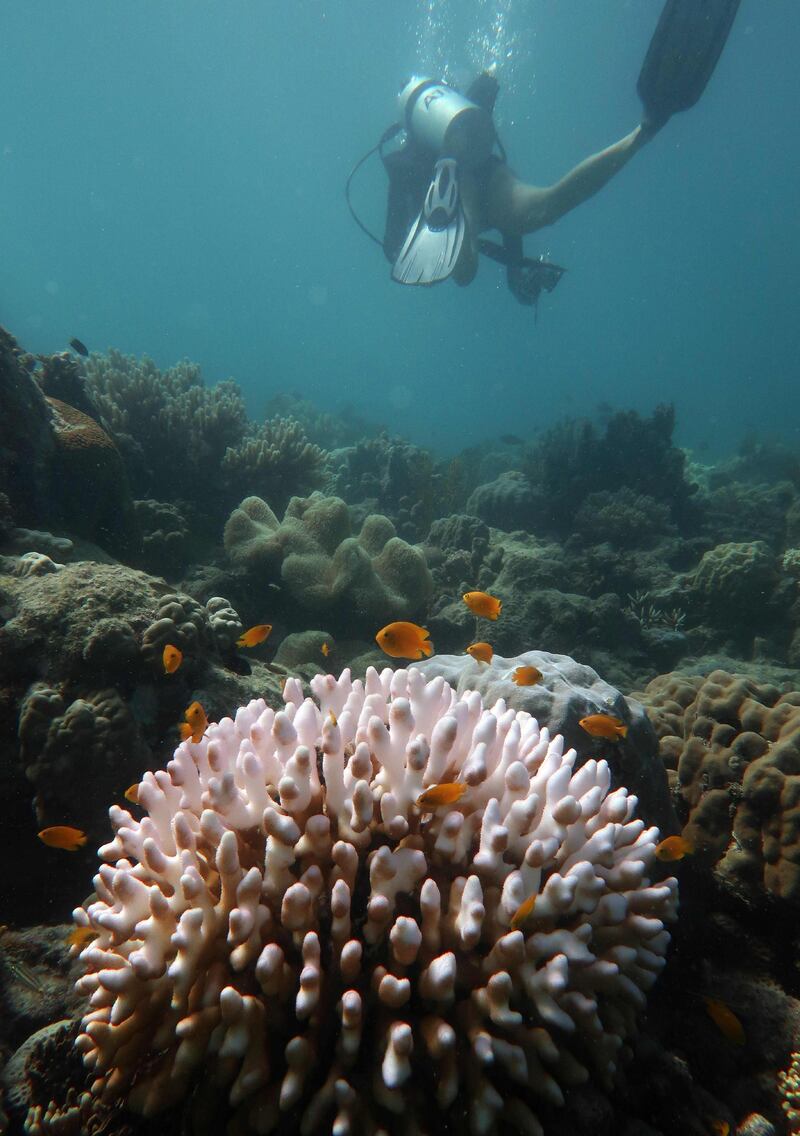 This undated handout photo received on April 6, 2020 from the ARC Centre of Excellence for Coral Reef Studies at James Cook University, shows an aerial survey of coral bleaching on the Great Barrier Reef. AFP