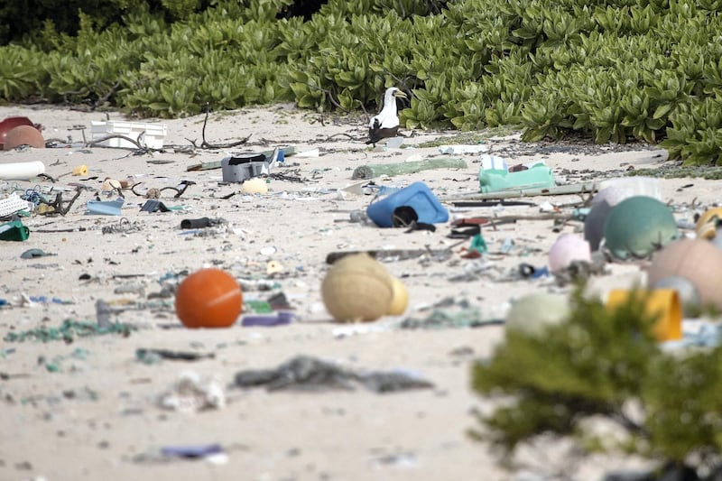 16062019 News Photo: Iain McGregor/STUFF
Henderson Island expedition.
A masked booby walks among the rubbish.