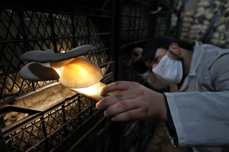 A Syrian self-taught farmer checks oyster mushrooms growing in a humid basement at the Al-Amal farm.