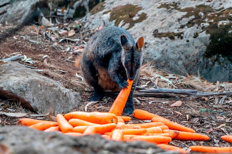 A wallaby eating a carrot dropped by the NSW National Parks and Wildlife services over the bushfire affected areas.  AFP