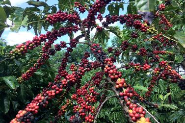 Coffee growers in Brazil, the world’s biggest exporter and producer, are collecting more beans for every planted acre. The result is a huge glut that’s sent prices below break-even in many countries. Reuters