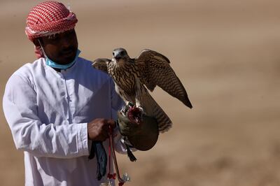 DUBAI, UNITED ARAB EMIRATES - FEBRUARY 02: A falcon handler holds a falcon during Fazza Championship for Falconry - Telwah on February 02, 2021 in Dubai, United Arab Emirates. The 9th edition of Fakhr Al Ajyal (Pride of Generations) Falconry Championship where a record number of elite falconers are expected to participate will run from January 30 until February 16 at Dubaiâ€™s Al Ruwayyah desert area. Over the years the annual falconry championship organized by the Hamdan Bin Mohammed Heritage Center (HHC), has grown in popularity and prestige. It is now recognized as the second highly-anticipated annual gathering of the best falconers from across the UAE, GCC and beyond. (Photo by Francois Nel/Getty Images)
