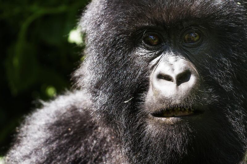 Gotilla at Virunga National Park, DemocraticRepublic of Congo. Getty Images