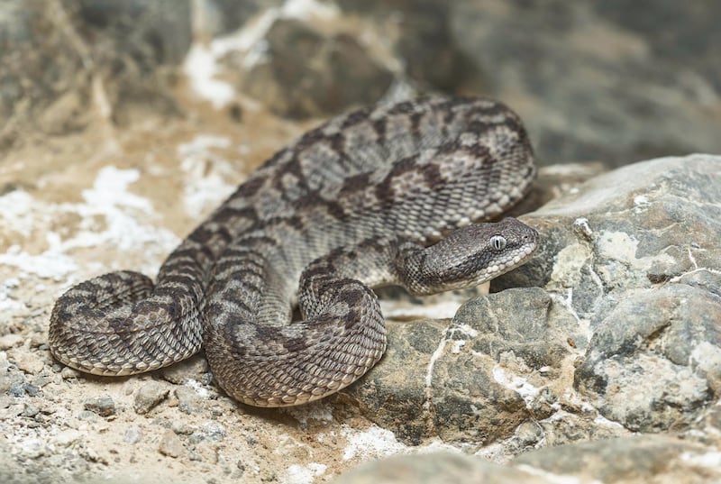 A wild saw-scaled viper from the rocky, mountainous regions of the UAE sits motionless after dark, waiting in ambush for a tasty prey item to cross its path. Getty Images