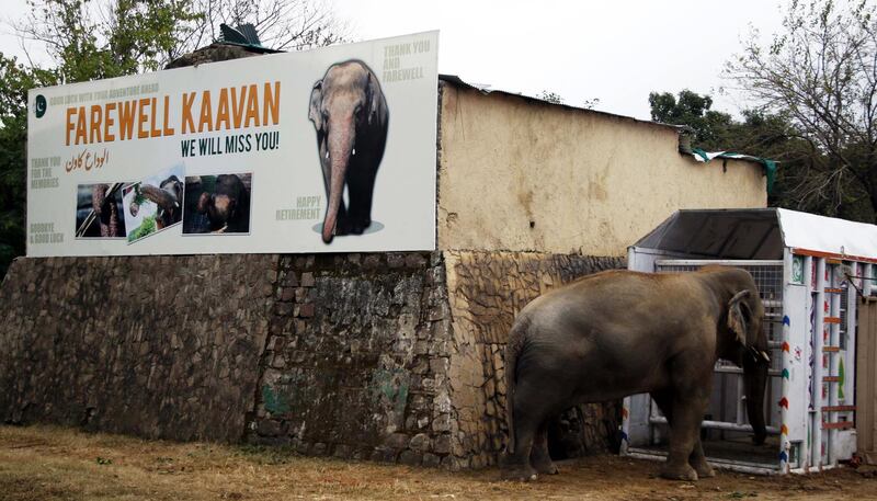 Vets say Kaavan has some behavioural issues after 35 years in poor living conditions.  EPA