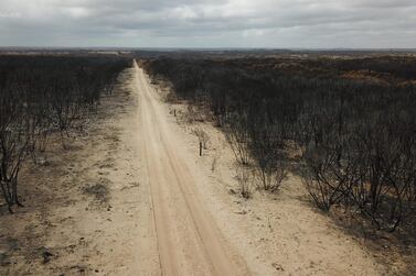 Fire damaged landscape on Kangaroo after bushfires ravaged the island off the south coast of Australia. AFP 