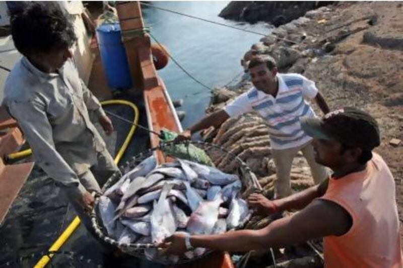 With a rapid rise in consumer demand for fresh fish, current catch levels are greater than the UAE's coastlines can sustainably provide. Amy Leang / The National