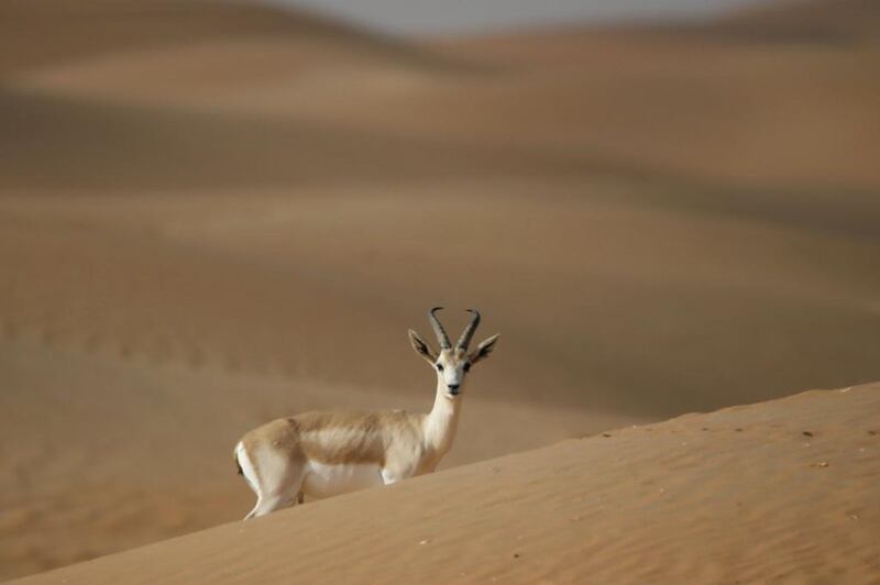 The numbers of Arabian sand gazelle have increased but there are concerns over inbreeding causing harmful recessive traits. Karim Sahib / AFP