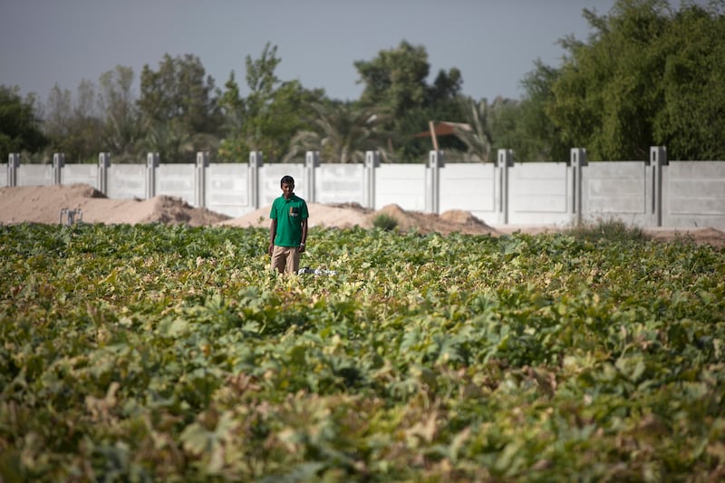 SHAHAMA, UNITED ARAB EMIRATES, Oct. 16, 2014:  
Zucchini  are amongst other organically grown produce at the Excalibur Farm in Shahama, as seen on Thursday, Oct. 16, 2014. October 16, 2014, is the World Food Day.
(Silvia Razgova / The National)

// Usage: Oct. 16. 2014
// Section: NA
// Reporter:  Amna Shahid

