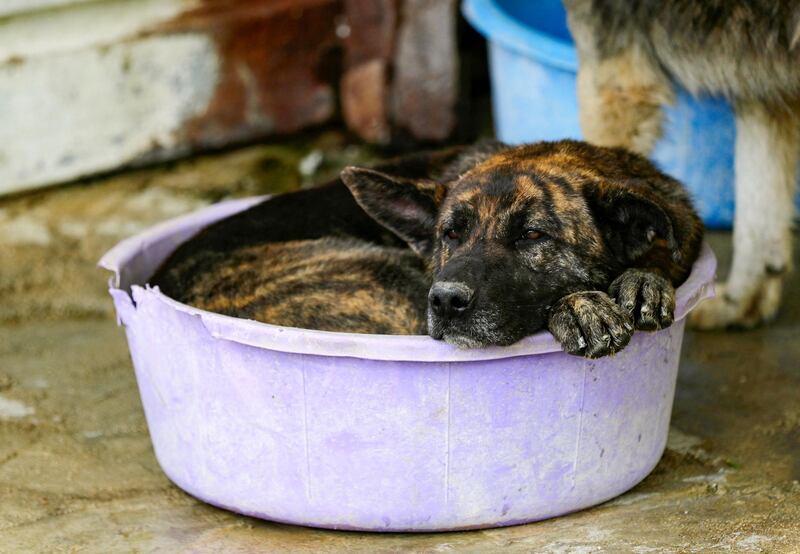 As families struggle to stay afloat during Lebanon's worst economic crisis, more pet owners are asking for help to feed or re-home their animals. In worst-case scenarios, pets are sold or abandoned. AFP