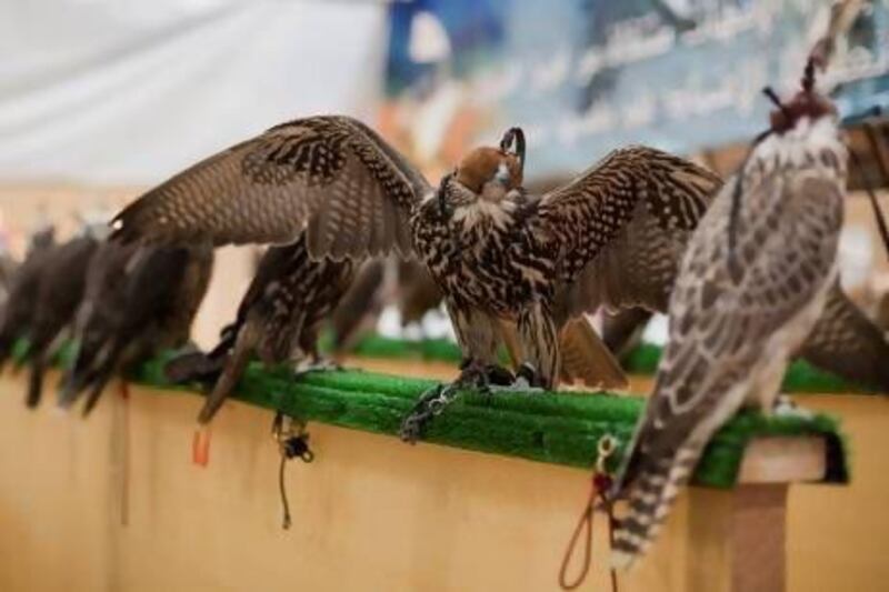 Falcons such as these on show at the Abu Dhabi International Hunting and Equestrian exhibition are in danger of dying if not vaccinated . Pawel Dwulit / The National