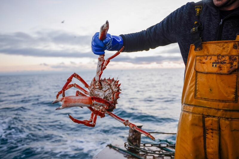 A fisherman holds a freshly caught spider crab aboard fishing boat 'About Time' while trawling in the English Channel from the Port of Newhaven, East Sussex, U.K. on Sunday, Jan. 10, 2021. While Prime Minister Boris Johnson claimed last month’s trade deal will let the U.K. regain control of its fishing waters by taking back 25% of the European Union’s rights over five years, many fishermen feel let down. Photographer: Jason Alden/Bloomberg