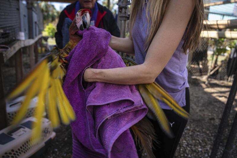 Alexis Highland handles a parrot that is being evacuated from the Malama Manu Sanctuary in Pine Island. AP