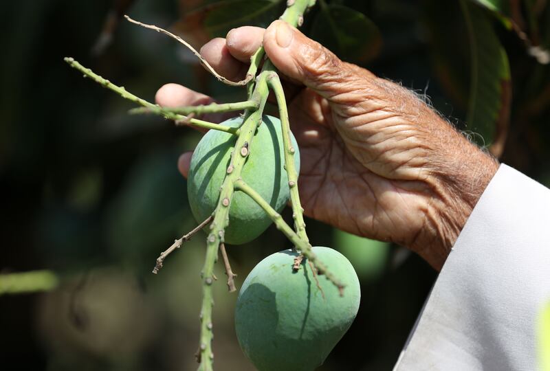 Mangos grown at the Qidfa farm in Fujairah. Chris Whiteoak / The National