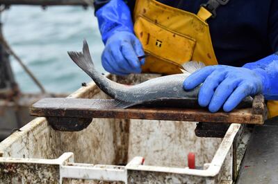 (FILES) In this file photo taken on October 12, 2020 Newhaven fishing boat skipper Neil Whitney sorts fish aboard the Newhaven fishing boat 'About Time' after the first trawl of the day, off the south-east coast of England. According to a British government source a 'deal is done' on post-Brexit trade. / AFP / GLYN KIRK
