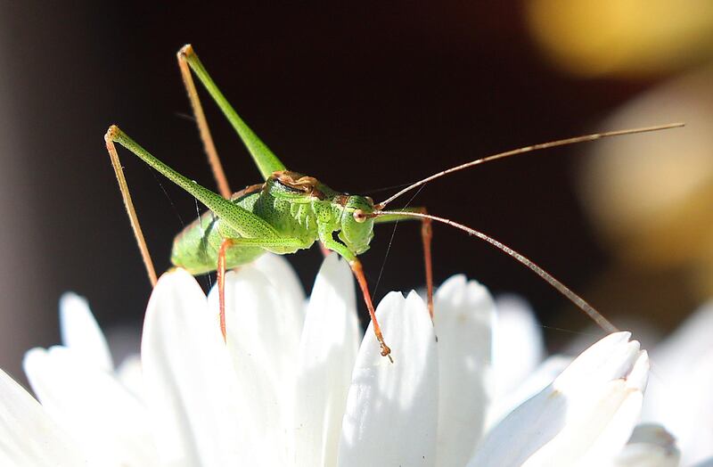 A grasshopper rests on a blossom  in Berlin. Germany.  AFP