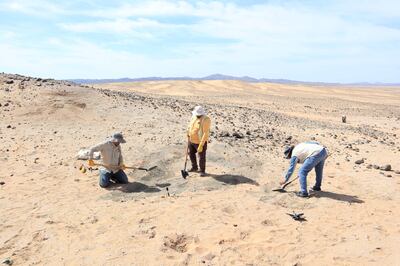 Saudi Geological Survey palaeontologists unearthed various samples spanning from the late Cretaceous period to the Eocene period. Photo: Red Sea Development Company