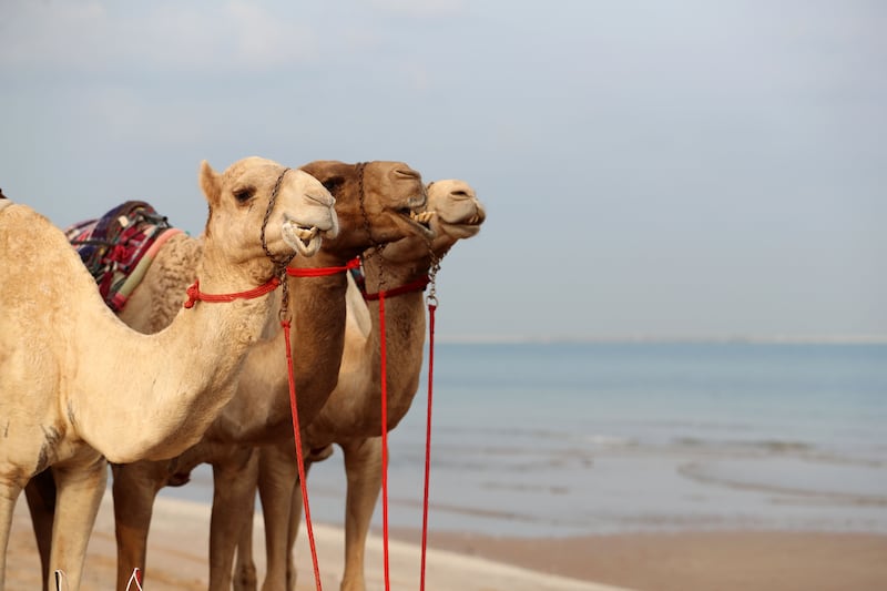 The centre in Dubai is the UAE's first licensed centre for camel riding, training and race preparation