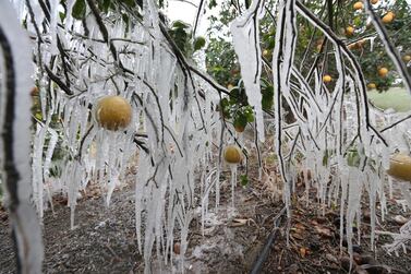 Icicles form on a citrus tree in Edinburg, Texas. A sprawling blast of winter weather across the US plunged Texas into an unusually snowy emergency that knocked out power for millions of people. AP