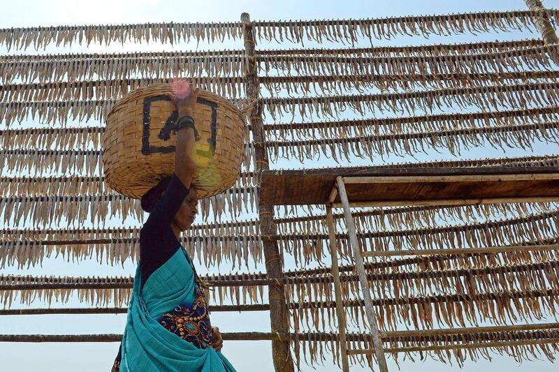 An Indian villager carries a basket of dried fish as she walks past rows of “Bombay Duck” fish left to dry out in the open. Indranil Mukherjee / AFP
